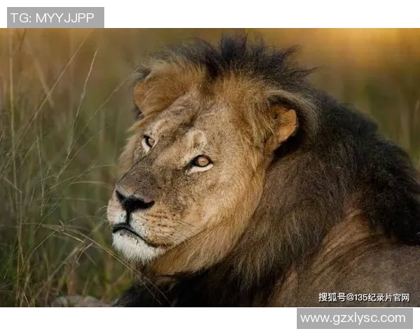 喀麦隆足球明星非洲雄狮的辉煌历程与传奇故事